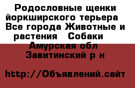 Родословные щенки йоркширского терьера - Все города Животные и растения » Собаки   . Амурская обл.,Завитинский р-н